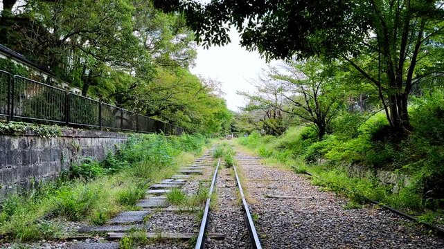 Overgrown rails leading through a shaded green cutting