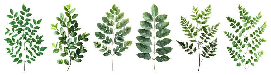 PNG Diverse lush green foliage, element set on transparent background
