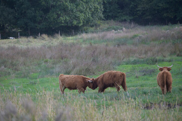 Fototapeta premium Troupeau de vaches 