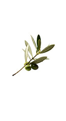 Realistic Olive Branch with Green Leaves Isolated Photo