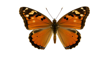 Realistic Orange Butterfly Isolated Transparent Background Macro Shot