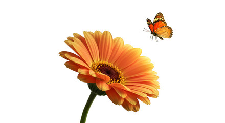 Realistic Orange Gerbera Flower Butterfly Flying Black Background Isolated