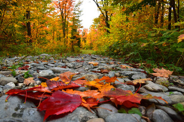 A forest path in autumn, Sainte-Apolline, Québec, Canada