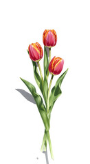 Realistic Painting Of Three Red Tulips With Green Stems Isolated