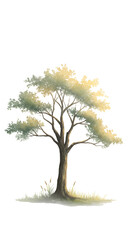 Realistic tree illustration with light green foliage and brown trunk