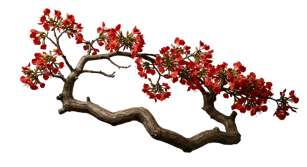 Realistic Tree Branch With Red Flowers Isolated Background