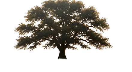 Realistic Tree Isolated On Transparent Background With Brown and Green Leaves