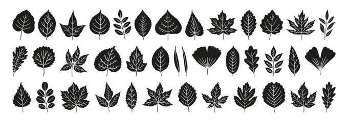 Fototapeta premium Set of simple autumn black leaves, isolated on a white background. Textured leaf silhouette icons include maple, oak, birch, chestnut, linden, poplar, ginkgo, and others. Vector illustration