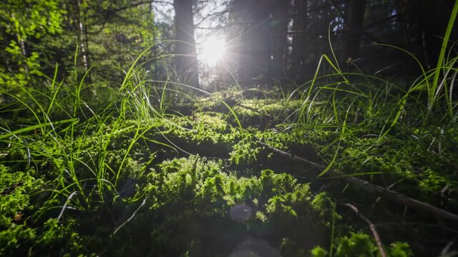 Camera moves through mossy forest at sunset in Sweden. Sunlight filtering through trees highlights lush green moss and grass in serene forest setting during golden hour