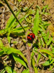Lady bird on grass