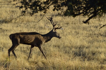 Naklejka premium Ciervo macho o venado salvaje durante la berrea en el parque natural de monfrague