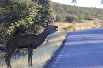 Fototapeta premium Ciervo macho o venado salvaje durante la berrea en el parque natural de monfrague