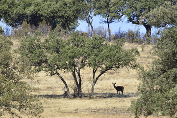 Naklejka premium Cierva hembra en el parque natural de monfrague, cáceres, extremadura, españa