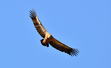 Obraz premium buitre leonado volando sobre el cielo de monfrague