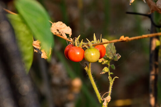tomates cherris en mi huerto ecol&oacute;gico