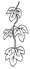 Simple vector drawing with black outline. Vine, vertical ivy branch, liana with leaves. Nature and plants. Sketch in ink.