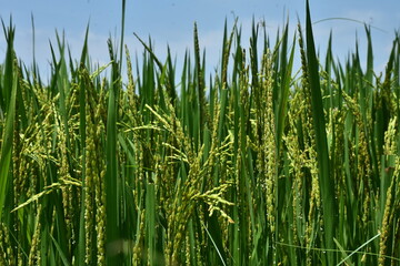 agriculture field image download, agriculture rice field image HD download
