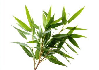 Obraz premium Lush green bamboo leaves, stems, and branches against a white background