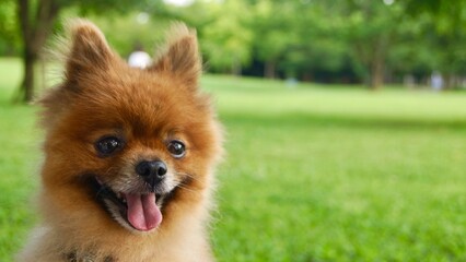 pomeranian dog rough（笑顔のポメラニアン）