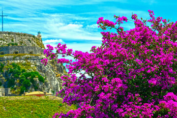 Fototapeta premium Bougainvillea in der Altstadt von Korfu (Griechenland)