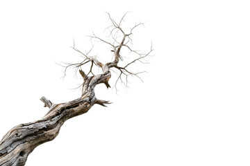 Fototapeta premium Gnarled and twisted dead tree with bare weathered branches isolated on a transparent background
