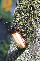 Five-horned rhinoceros beetle (Eupatorus gracilicornis) male 
