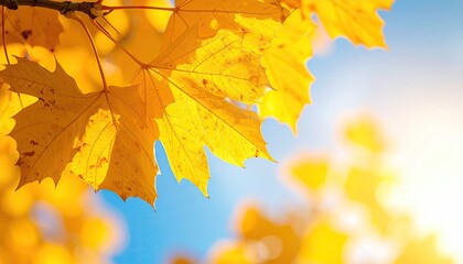 Close up of vibrant yellow maple leaves against a bright blue sky with soft sunlight filtering through during autumn season