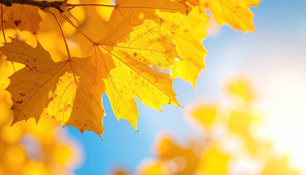 Close up of vibrant yellow maple leaves against a bright blue sky with soft sunlight filtering through during autumn season - Powered by Adobe