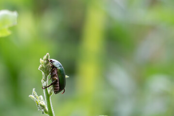 野原の草にギュッとつかまるコガネムシ