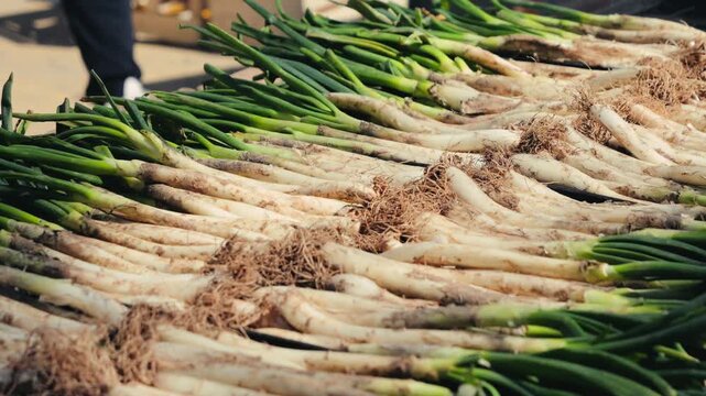 Traditional Catalan green onion calcot, The Calcotada de Valls Festival, annual event that celebrates this tradition, usually at the end of January. Close-up of grilled green onions. High quality 4k