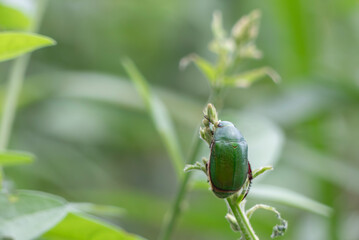 野原の草にギュッとつかまるコガネムシ