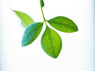 Fresh green plant branch with three bright leaves against soft white backdrop