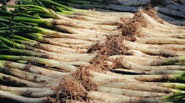 Traditional Catalan green onion calcot, The Calcotada de Valls Festival, annual event that celebrates this tradition, usually at the end of January. Close-up of grilled green onions. High quality 4k