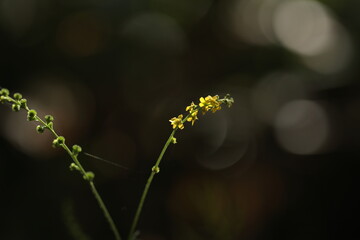 森の木漏れ日に照らされるキンミズヒキ