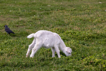 Fototapeta premium a baby goat on the green grass while grazing, one white kid while grazing has green juicy grass, sunny summer weather