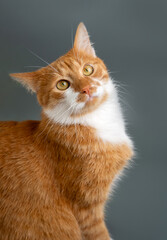 Ginger tabby cat on a grey background looks up. Animal portrait. Sitting posing. Beautiful funny pet.