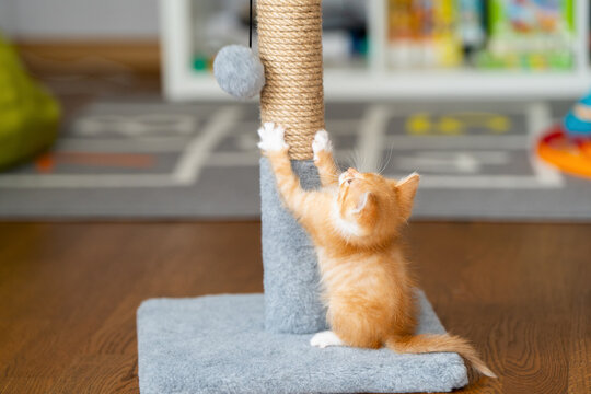 Domestic ginger little cute kitten plays with a scratching post. Fun for cats. Pets. selective focus