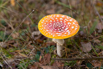 red poisonous fly agaric in the forest, dangerous to health red poisonous mushrooms with white dots in the autumn forest