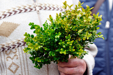 Holy week. Sunday palm celebration. Boxwood branches. Bonneville. France.
