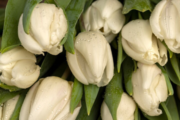wet beautiful fresh white tulips with green leaves in a large floral bouquet, a large number of beautiful fresh white tulip flowers covered with drops of water in a gift bouquet