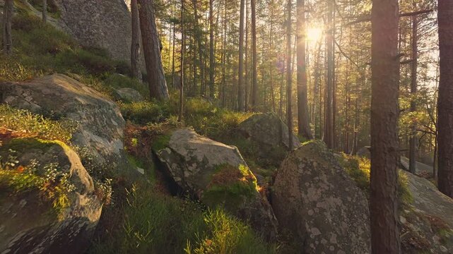 A serene sunlit forest scene invites viewers to connect with nature
