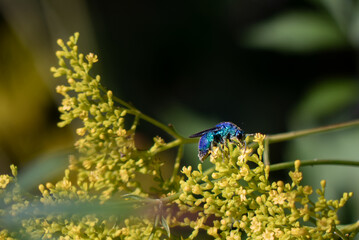 幸せを運ぶ蜂　メタリックブルーが輝くオオセイボウ
