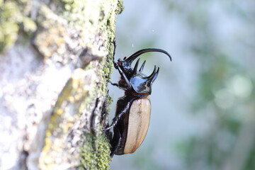 Five-horned rhinoceros beetle (Eupatorus gracilicornis) male 