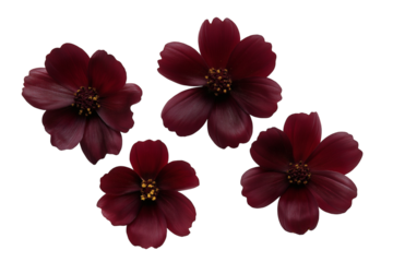 Four elegant dark red cosmos flowers. Isolated on transparent background, png