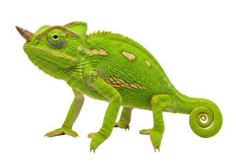 Isolated Jackson's Chameleon posing in studio with its distinct horn and coiled tail on display