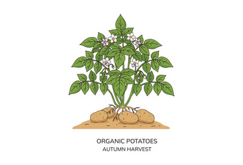 Obraz premium A potato plant featuring green foliage and tiny blooming flowers. Fresh vegetable. Product from an organic farm. Veggies. Gathering. Fall theme. Flat vector illustration.