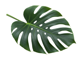 Isolated Swiss cheese plant leaf, a vibrant green Monstera deliciosa leaf for design use