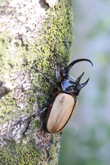 Five-horned rhinoceros beetle (Eupatorus gracilicornis) male 