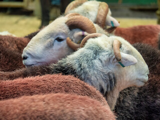 Obraz premium Cumbria, United Kingdom 4th October 2025. Image of tup/male/ram Herdwick sheep show and auction with farmer owners.