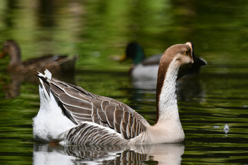 Um lindo ganso dando a sua graça no lago do jardim do Museu da República - Catete - RJ